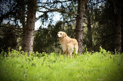 Étalon Golden Retriever - Urban legend anaia du Domaine d’Orya