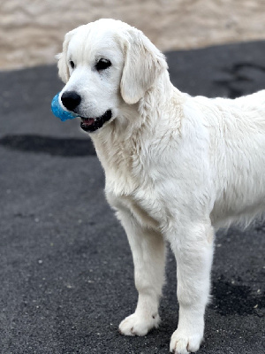 Étalon Golden Retriever - Sting de l eternel mitness