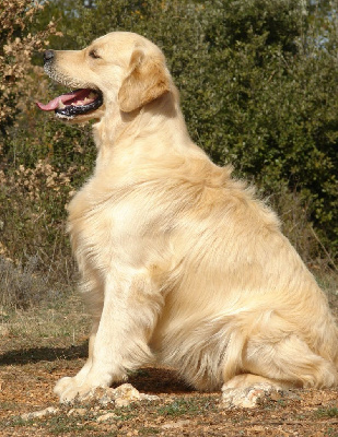 Étalon Golden Retriever - Tell my blue belle du Sarmizegetusa Regia