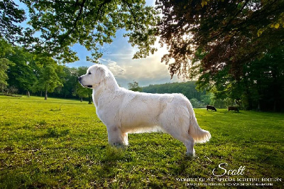 Étalon Golden Retriever - Special scottish edition Wonder of Art