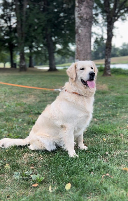 Étalon Golden Retriever - Uka De sandie landes