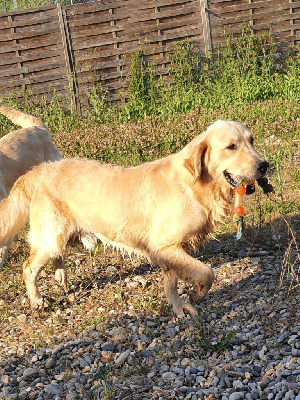 Étalon Golden Retriever - Simba (Sans Affixe)