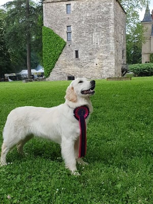 Étalon Golden Retriever - Thémis tendre promesse du temple de doudou