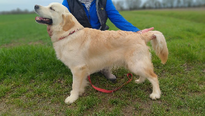 Étalon Golden Retriever - T'choupy Des Plateaux Du Septaine