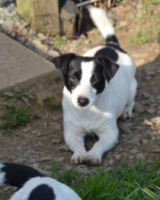 Étalon Jack Russell Terrier - T'caetera dite t'sharlie Des Terriers Du Large