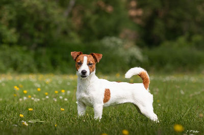 Étalon Jack Russell Terrier - Umy du pont du riot d'Esnes