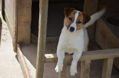 Étalon Jack Russell Terrier - Trinity Des Terriers Du Large