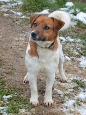 Étalon Jack Russell Terrier - Takine Des Terriers Du Large