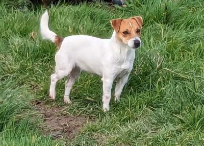 Étalon Jack Russell Terrier - Thenais Du Domaine Des Deux étoiles