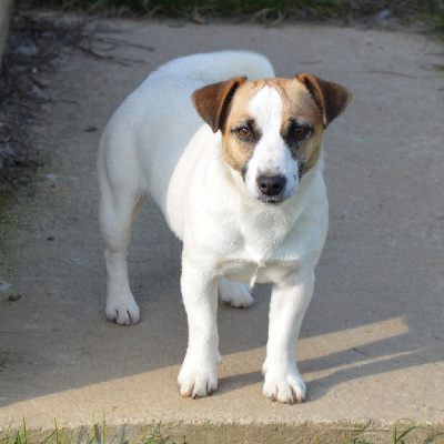 Étalon Jack Russell Terrier - Uranie Des Terriers Du Large