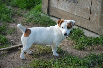 Étalon Jack Russell Terrier - Upy ya Des Terriers Du Large