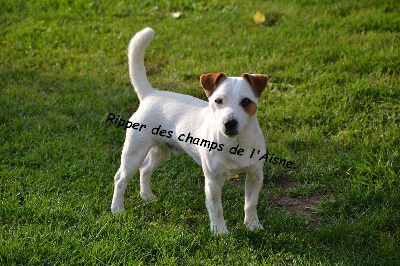 Étalon Jack Russell Terrier - Ripper des champs de l'Aisne