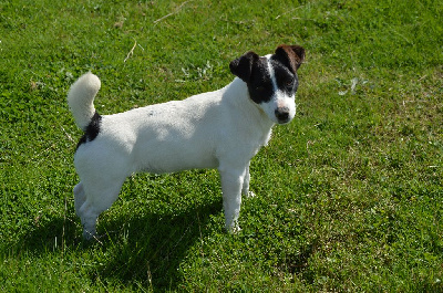 Étalon Jack Russell Terrier - Uline Des Terriers Du Large