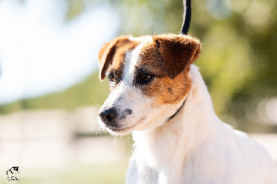 Étalon Jack Russell Terrier - Panthera du Bois de Compiègne