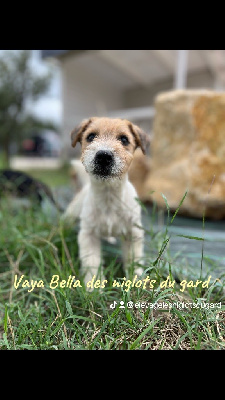 Étalon Jack Russell Terrier - Vaya bella Des Niglots Du Gard