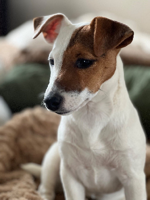 Étalon Jack Russell Terrier - Una storia d'amor des cretes du pilat