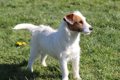 Étalon Jack Russell Terrier - Nessie des Diamants Verts