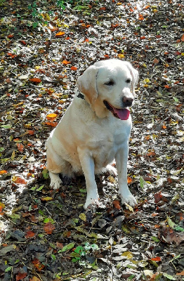 Étalon Labrador Retriever - Odyssee du pré de l'égvonne