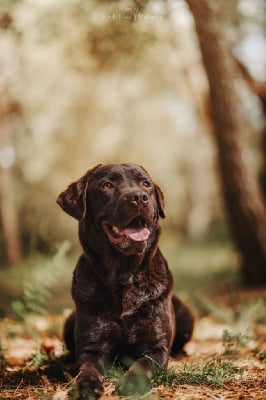 Étalon Labrador Retriever - S bella (Sans Affixe)