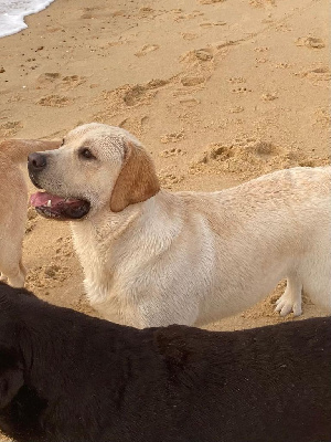 Étalon Labrador Retriever - Tiaree sand De Silver Swann