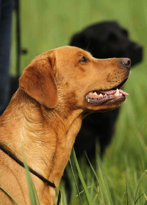 Étalon Labrador Retriever - Scott Du Marais De Piremont