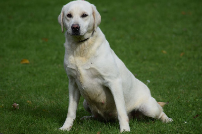 Étalon Labrador Retriever - Schanel De La Palombiculture Normande