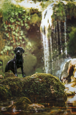 Étalon Labrador Retriever - Vaya de la plaine du grand plan