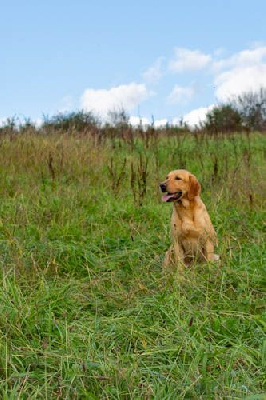 Étalon Labrador Retriever - Black Soldier Sultan d'ossau