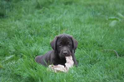 Étalon Labrador Retriever - Viking choco du taillis madame