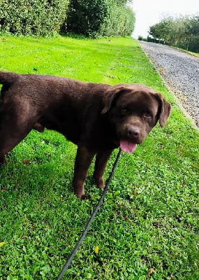 Étalon Labrador Retriever - Tino du taillis madame