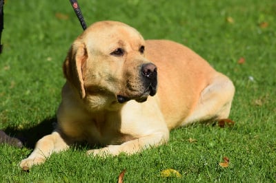 Étalon Labrador Retriever - Smiley De la sauvagette