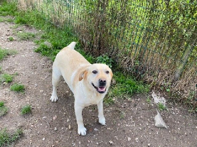 Étalon Labrador Retriever - Rose (Sans Affixe)