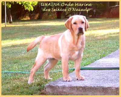 Étalon Labrador Retriever - UhaÏna onde marine Des Selkies O'naïade