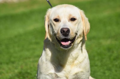 Étalon Labrador Retriever - Sympa De La Palombiculture Normande