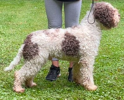 Étalon Lagotto Romagnolo - Ninnolo De la forêt des hauts de galgals