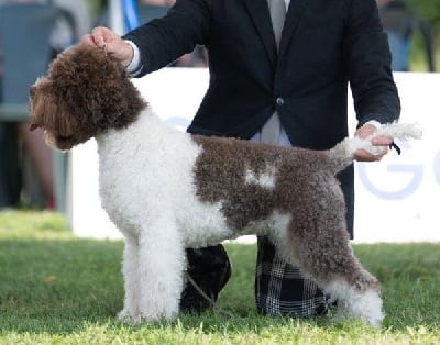 Étalon Lagotto Romagnolo - CH. Fede galizia (Sans Affixe)