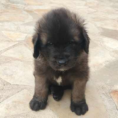 Étalon Leonberger - Vaillant-morgane Du Chevalier D'Eze