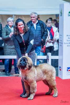 Étalon Leonberger - Upendi Des Gardiens Des Lions