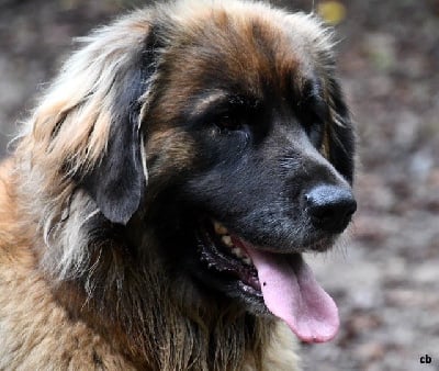 Étalon Leonberger - Du Clos De L’Ermitage De Senart Roxy