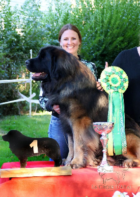 Étalon Leonberger - golden lion paw Colorado