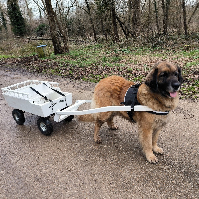 Étalon Leonberger - Du Clos De L’Ermitage De Senart Laika