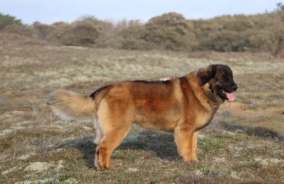 Étalon Leonberger - Turquoise taiga rosadjah de la citadelle d'hermance