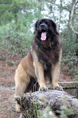 Étalon Leonberger - Like cochise little moon malte Des Terres De Natane