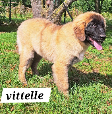 Étalon Leonberger - Vittelle du Pont des Aulnes