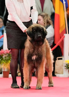 Étalon Leonberger - Tip-top Des Gardiens Des Lions