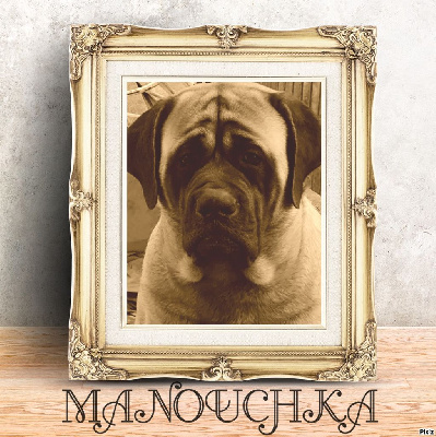 Étalon Mastiff - Manouchka d'enfer korosdombi