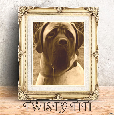 Étalon Mastiff - Twisty - titi des Mastiffs d'Enfer