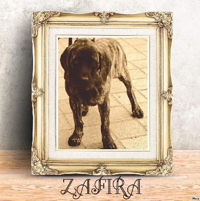 Étalon Mastiff - Zafira d'enfer korosdombi