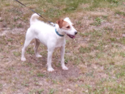 Étalon Parson Russell Terrier - Paddington Shi's Pak