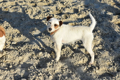 Étalon Parson Russell Terrier - Reggae Des Puppies De Madras